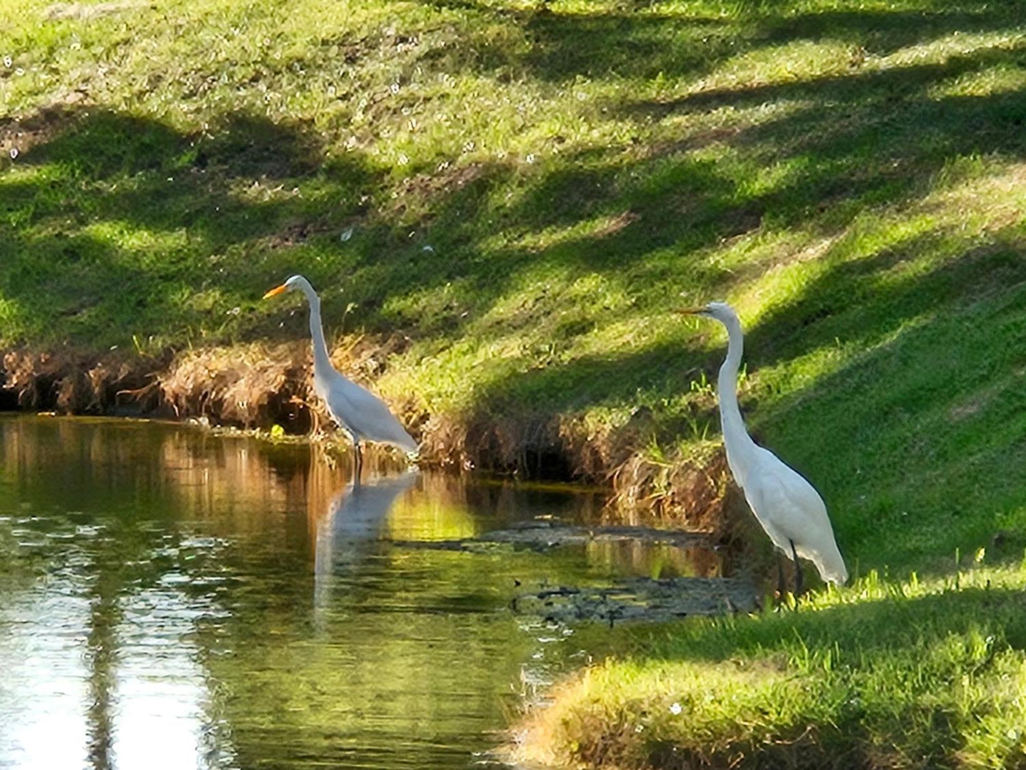 Low Country Cottage In Beautiful Habersham ビューフォート エクステリア 写真